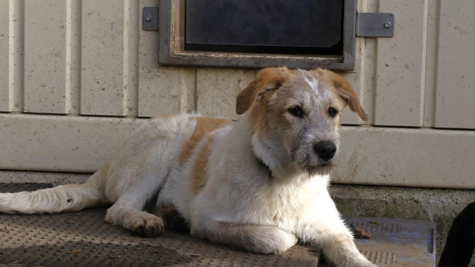 Tuuli-im-Tierheim-Velbert-Junge-H-ndin-aus-Rum-nien-sucht-neues-Zuhause