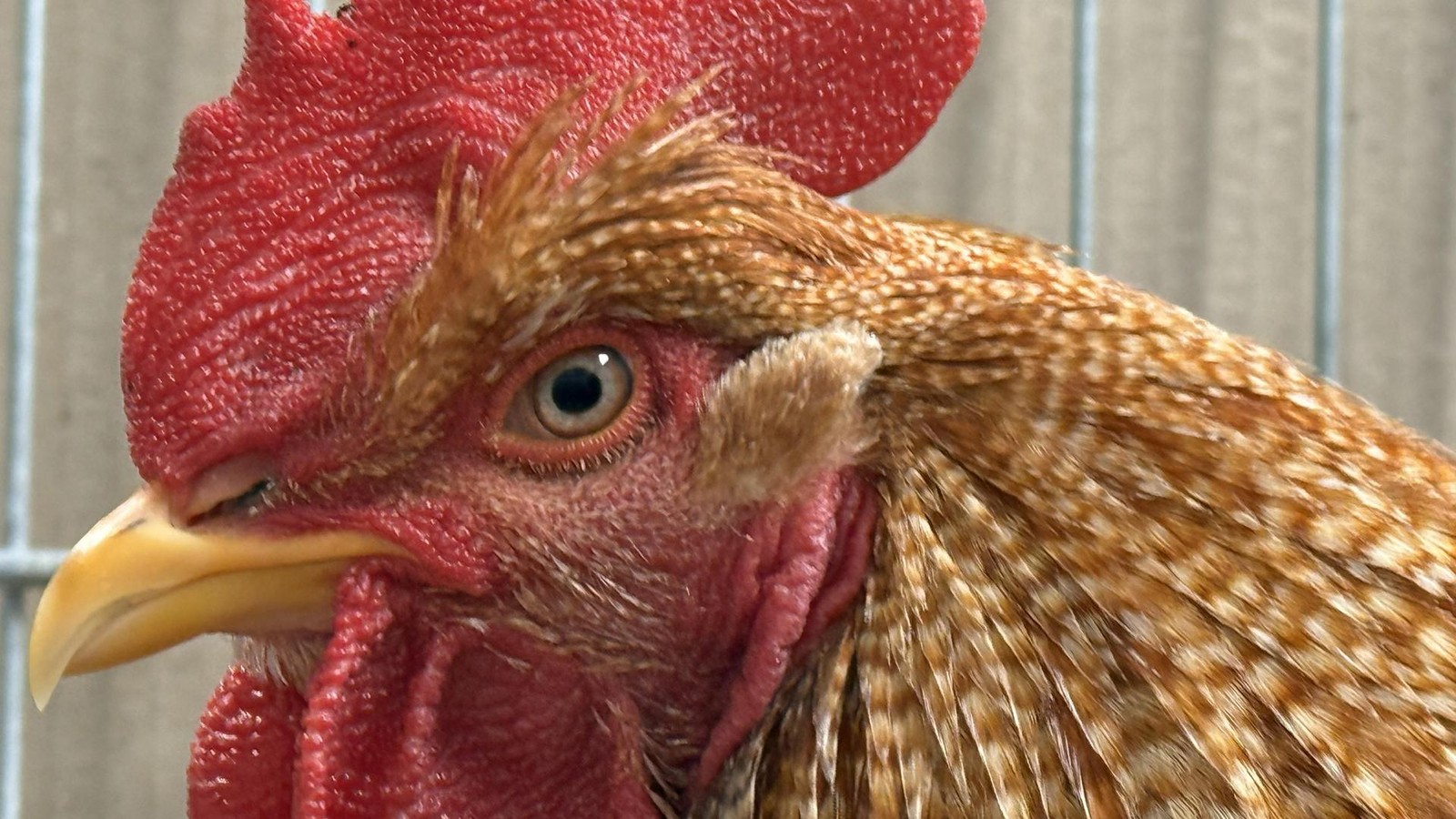 Gefl-gelpest-im-Eichsfeld-berwachungszone-betrifft-B-seckendorf