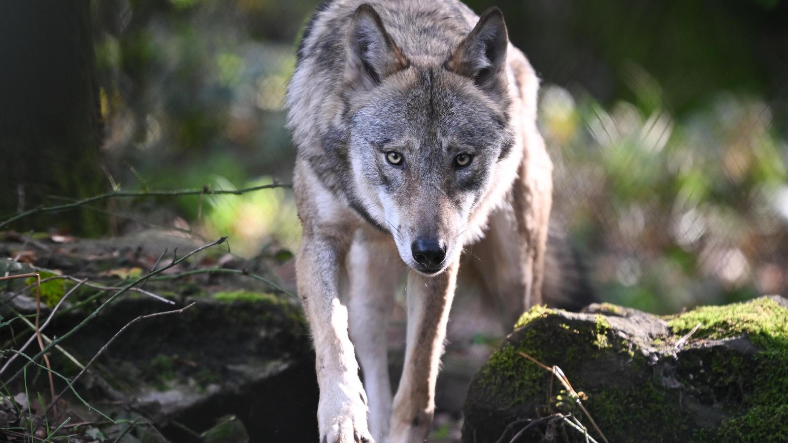 Wolf-in-der-N-he-von-K-ln-Anwohner-berichten-von-neuer-Sichtung-Alle-Infos-im-Blog