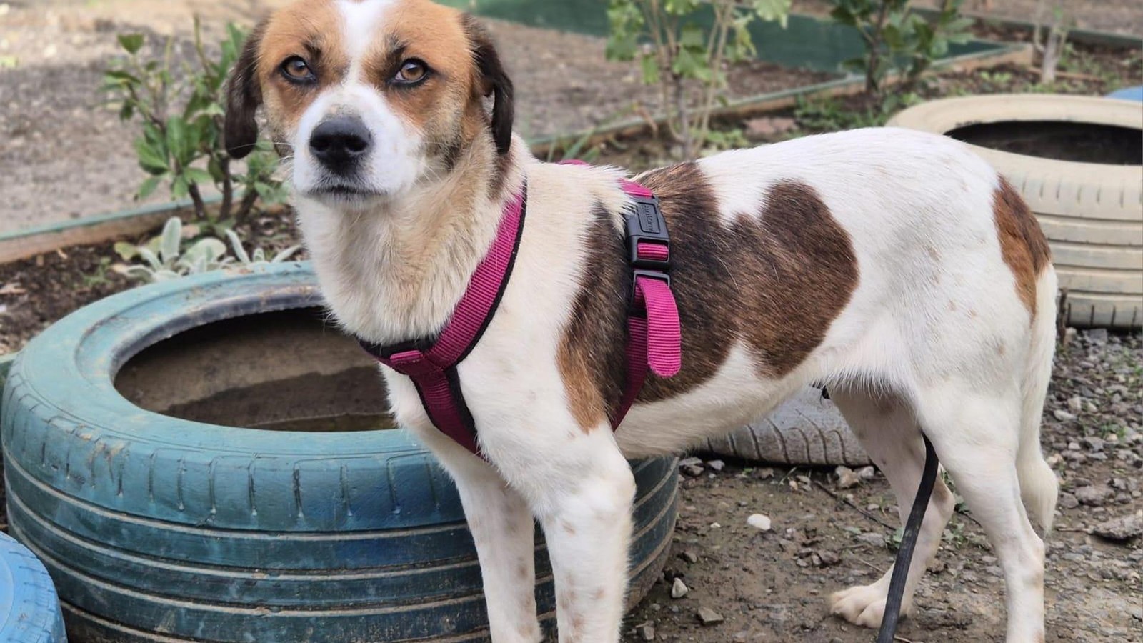 Ihr-Leben-war-eine-Katastrophe-Nun-sucht-H-ndin-Gloria-liebe-Menschen-in-Witten