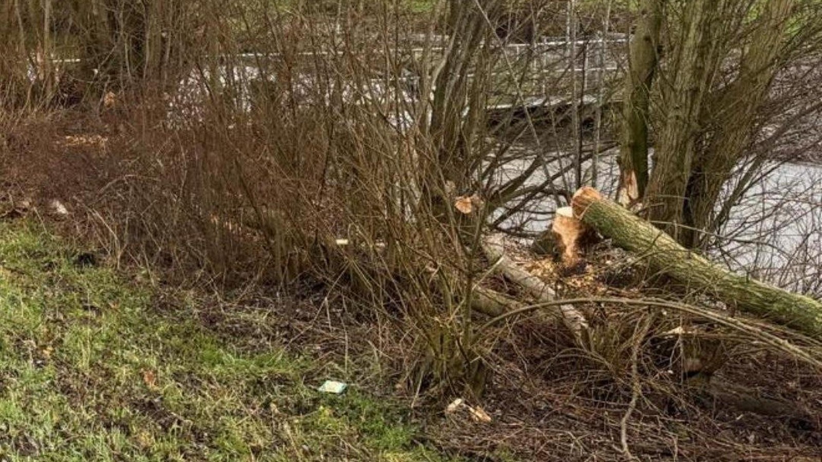Biber-Einsatz-in-Kranenburg-Wyler-Feuerwehr-muss-Baumeister-stoppen