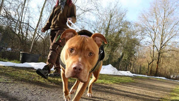 Tierheim Wolfsburg: So schützen Pfleger die Tiere bei Schnee und eisiger Kälte