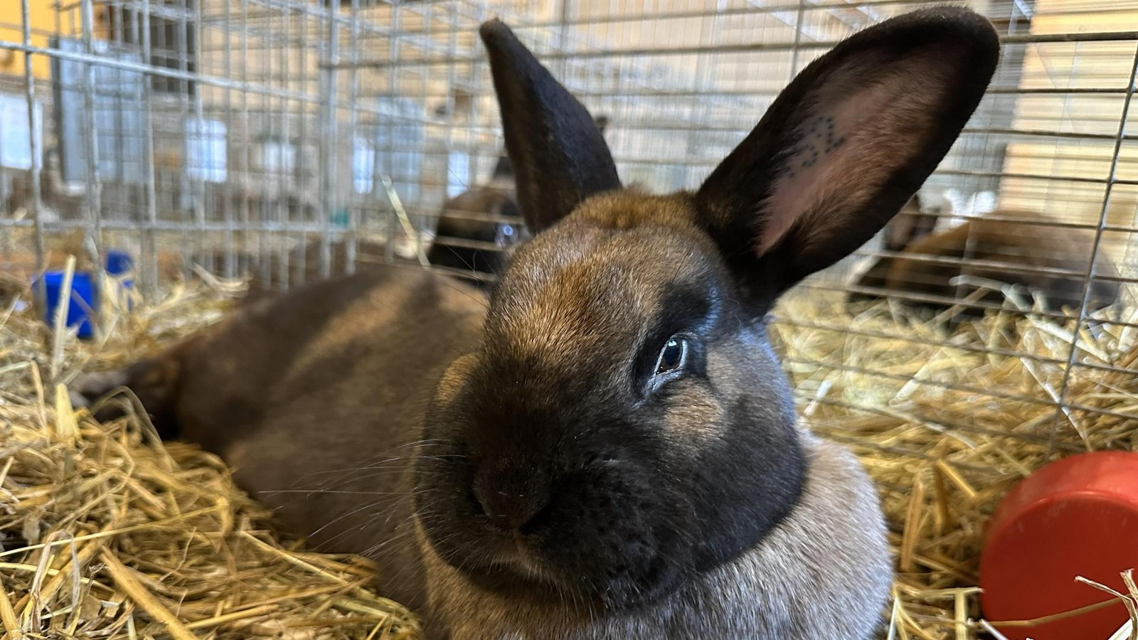 In-12-Bildern-Z-chterstolz-zur-Kreisrammlerschau-im-Saale-Holzland-Kreis