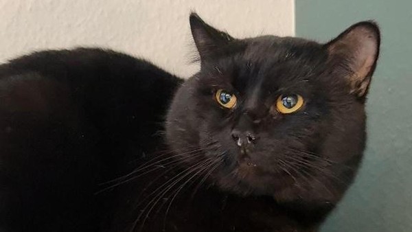 Tierschutz Wolfsburg rettete Kater Batman vom Bunker – So geht es ihm heute