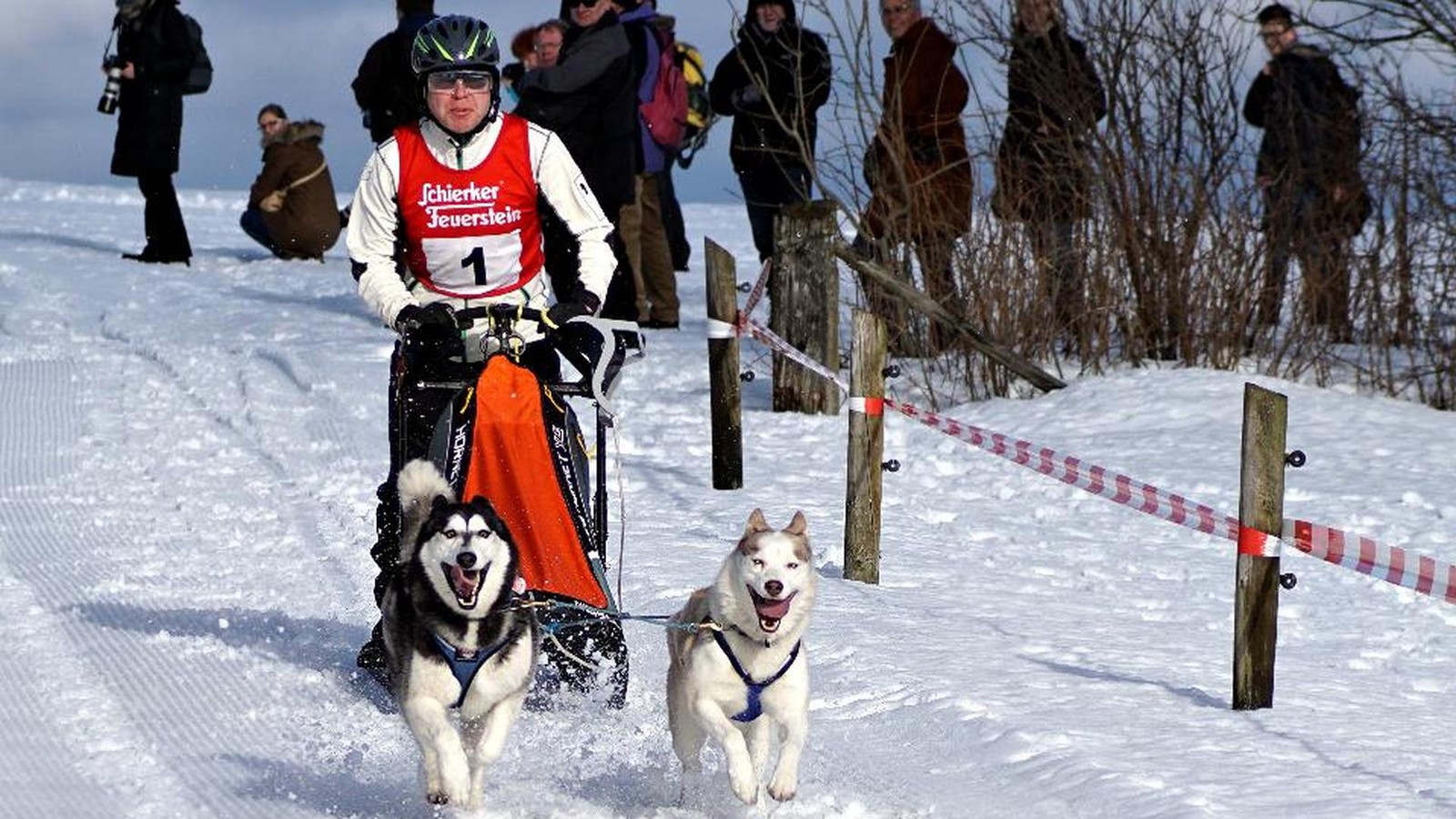 Trotz-winterlicher-Temperaturen-Darum-wird-das-Schlittenhunderennen-verschoben