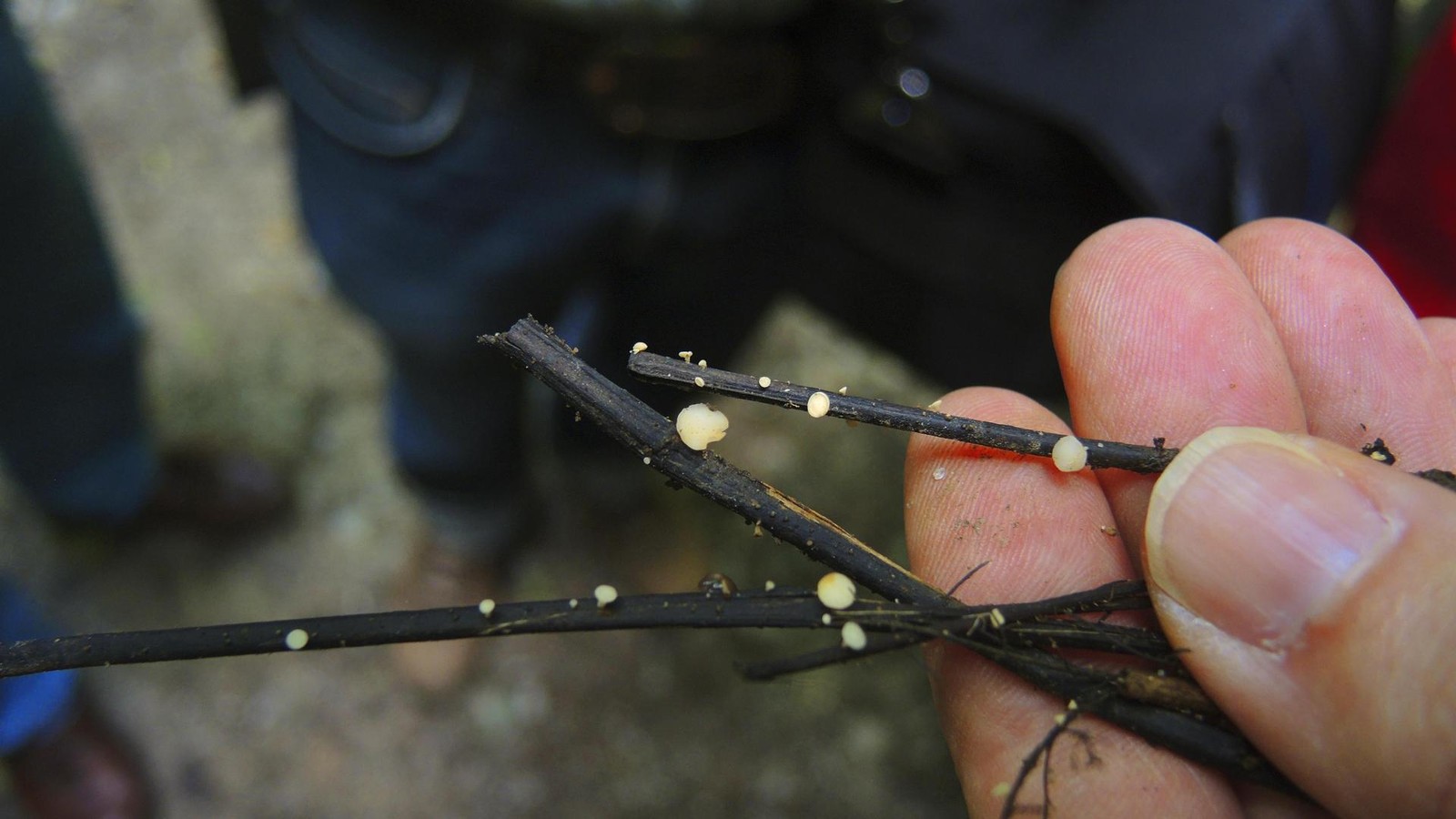 Eschen-sterben-in-Hamburg-Krankheit-gef-hrdet-B-ume-in-ganz-Mitteleuropa-