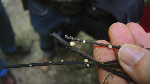 Eschen sterben in Hamburg: Krankheit gefährdet Bäume in „ganz Mitteleuropa“