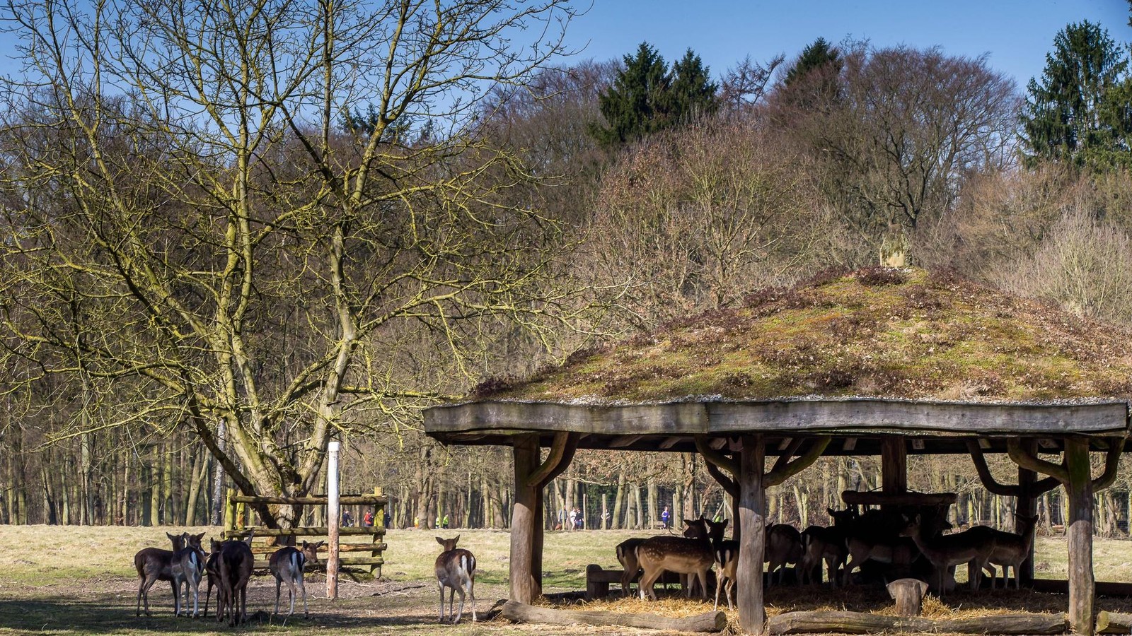 Krankheit-bedroht-Baumart-in-ganz-Mitteleuropa-auch-Hamburg-akut-betroffen