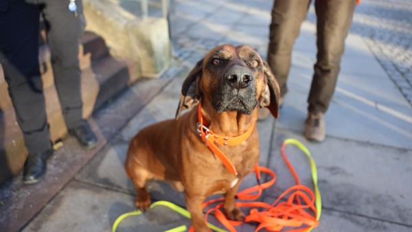 Polizei und Jägerschaft Helmstedt: So vermeiden Sie Tierleid nach Wildunfällen