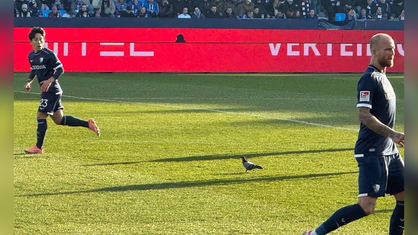 Verletzte-Taube-auf-dem-Feld-Warum-VfL-gegen-Darmstadt-nicht-unterbrochen-wurde