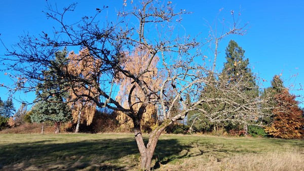 Wie Walkenried seinen Kurpark im Südharz neu belebt