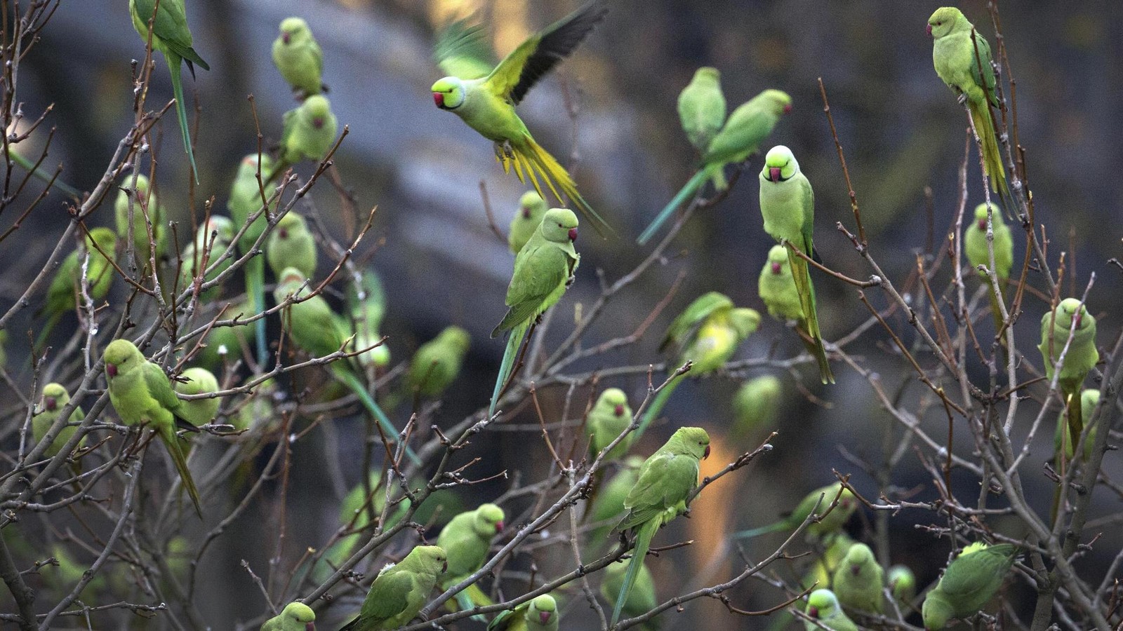 Ansturm-der-gr-nen-K-Papageien-auf-Duisburg-das-steckt-dahinter