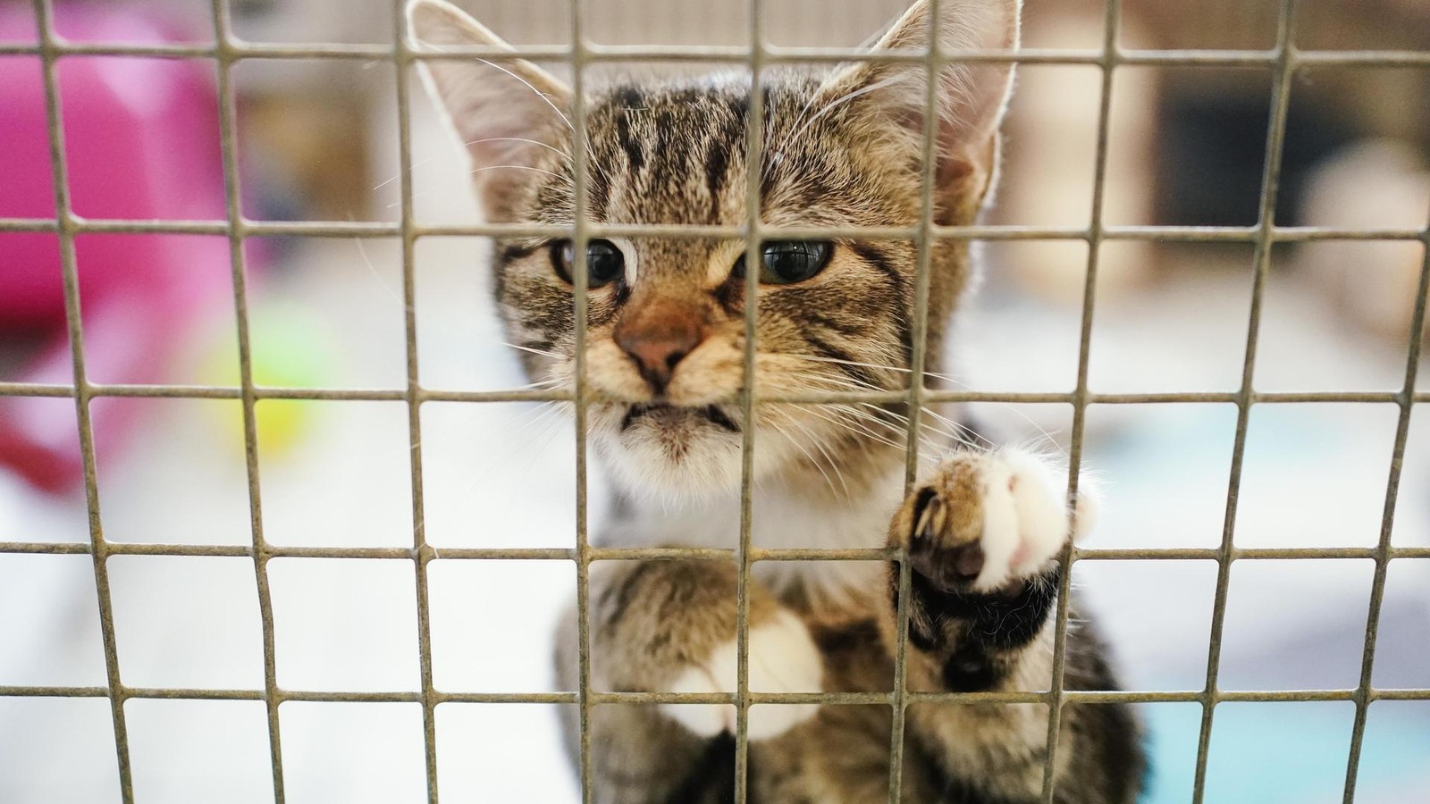 Alleingelassen-und-verwahrlost-Immer-mehr-Tierschutzverletzungen-am-Niederrhein