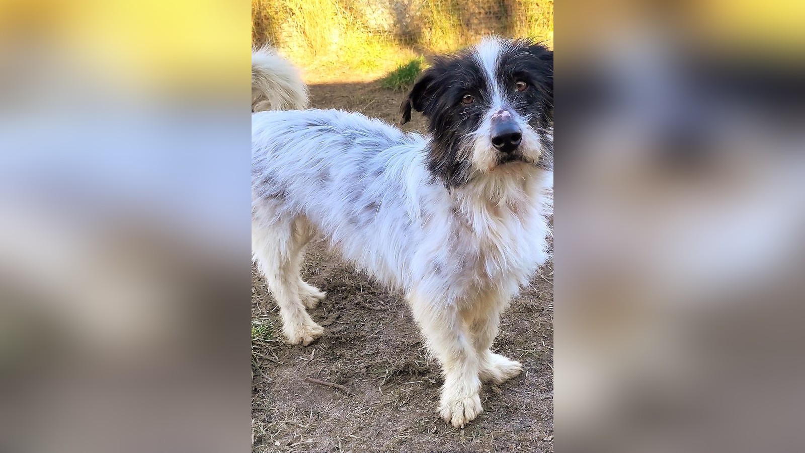 Gifhorner-Hund-Pino-ist-ein-lieber-Kerl-hat-aber-eine-kurze-Z-ndschnur