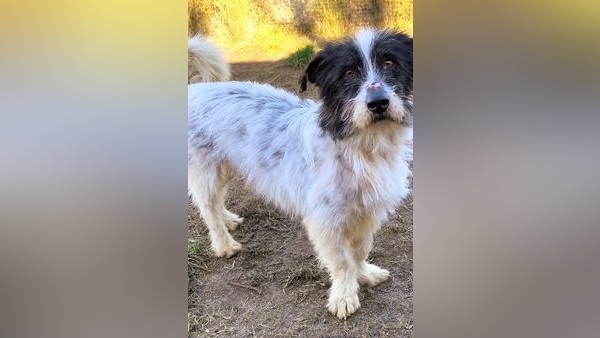 Gifhorner Hund Pino ist ein lieber Kerl, hat aber eine kurze Zündschnur