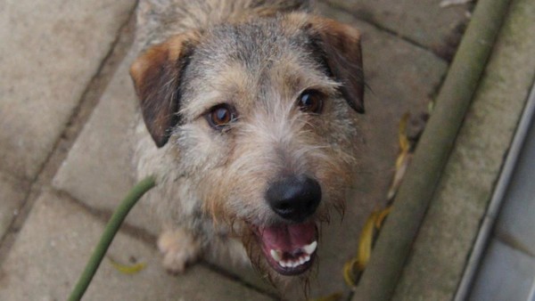 Wirbelwind auf vier Pfoten will Familie in Peine erobern