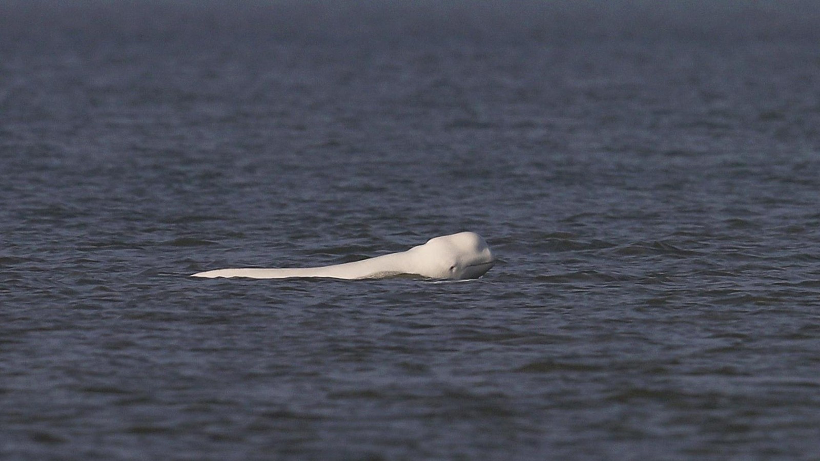 Seltener-Belugawal-vor-der-K-ste-Hollands-gesichtet