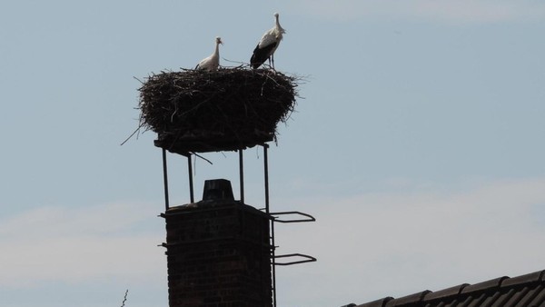 Überraschung: Der erste Storch ist in Wolfsburg schon gelandet