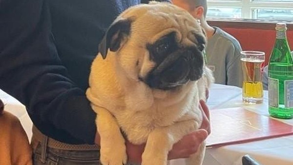 „Total verrückt“: Mops „Didi“ nach drei Wochen in der Kälte wieder zu Hause