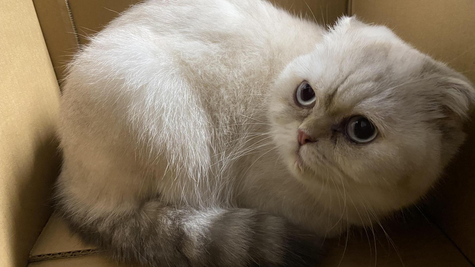 Katzenduo-Evangeline-und-Ray-Zwei-stille-Seelen-suchen-Zuhause-mit-Herz