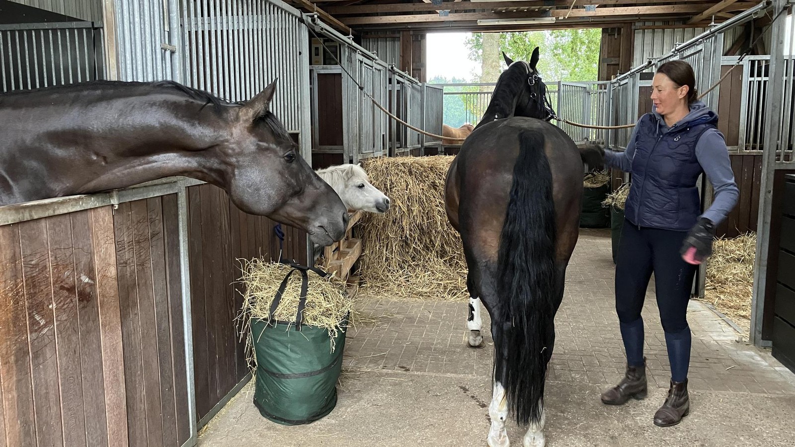 Pferdeherpes-ausgebrochen-Norderstedter-Hof-steht-unter-Quarant-ne