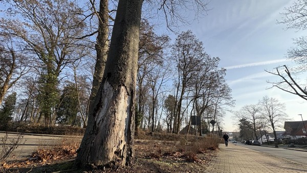 Wie kaputt sind die 20.000 Bäume der Stadt Gifhorn wirklich?