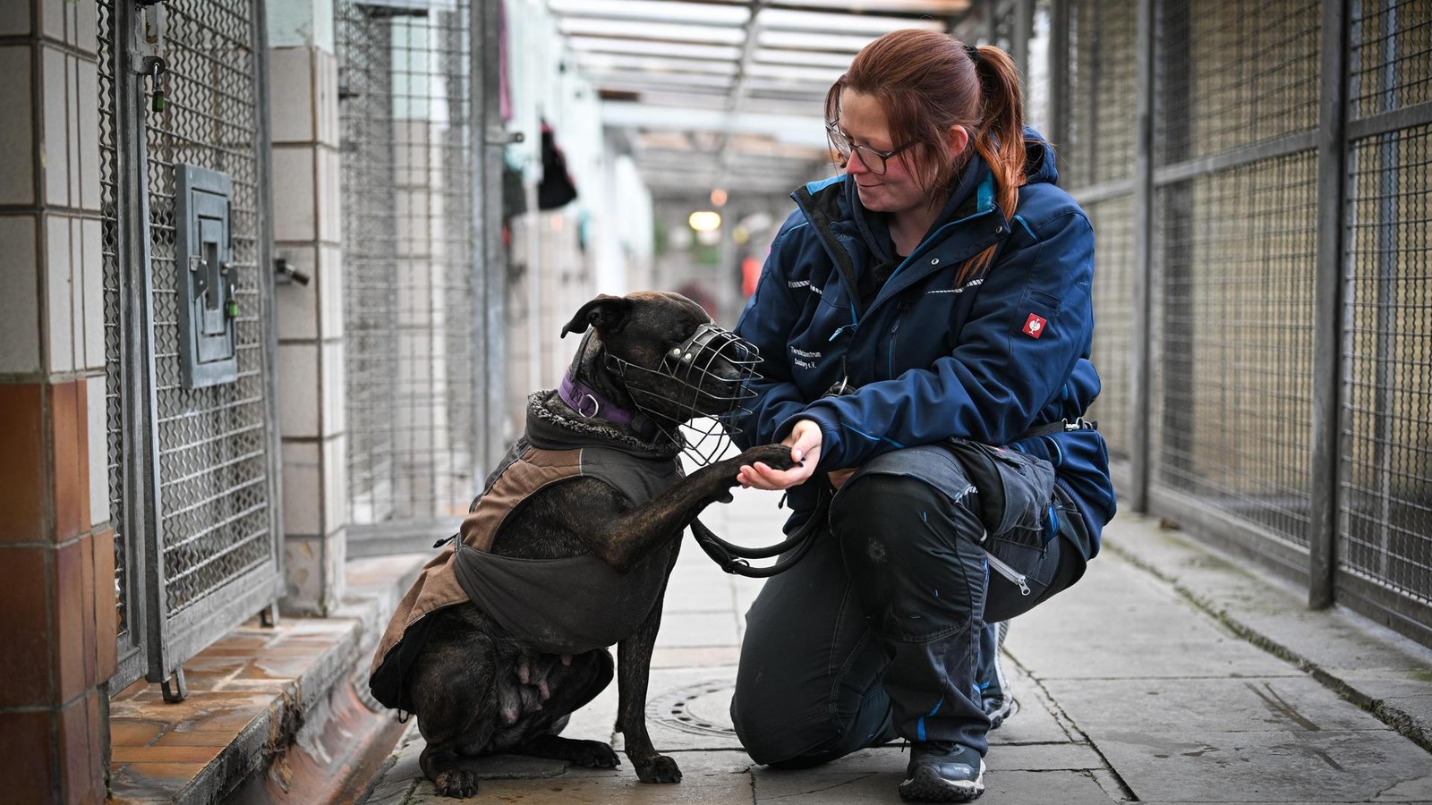 F-r-immer-im-Tierheim-Das-traurige-Schicksal-von-H-ndin-Angel