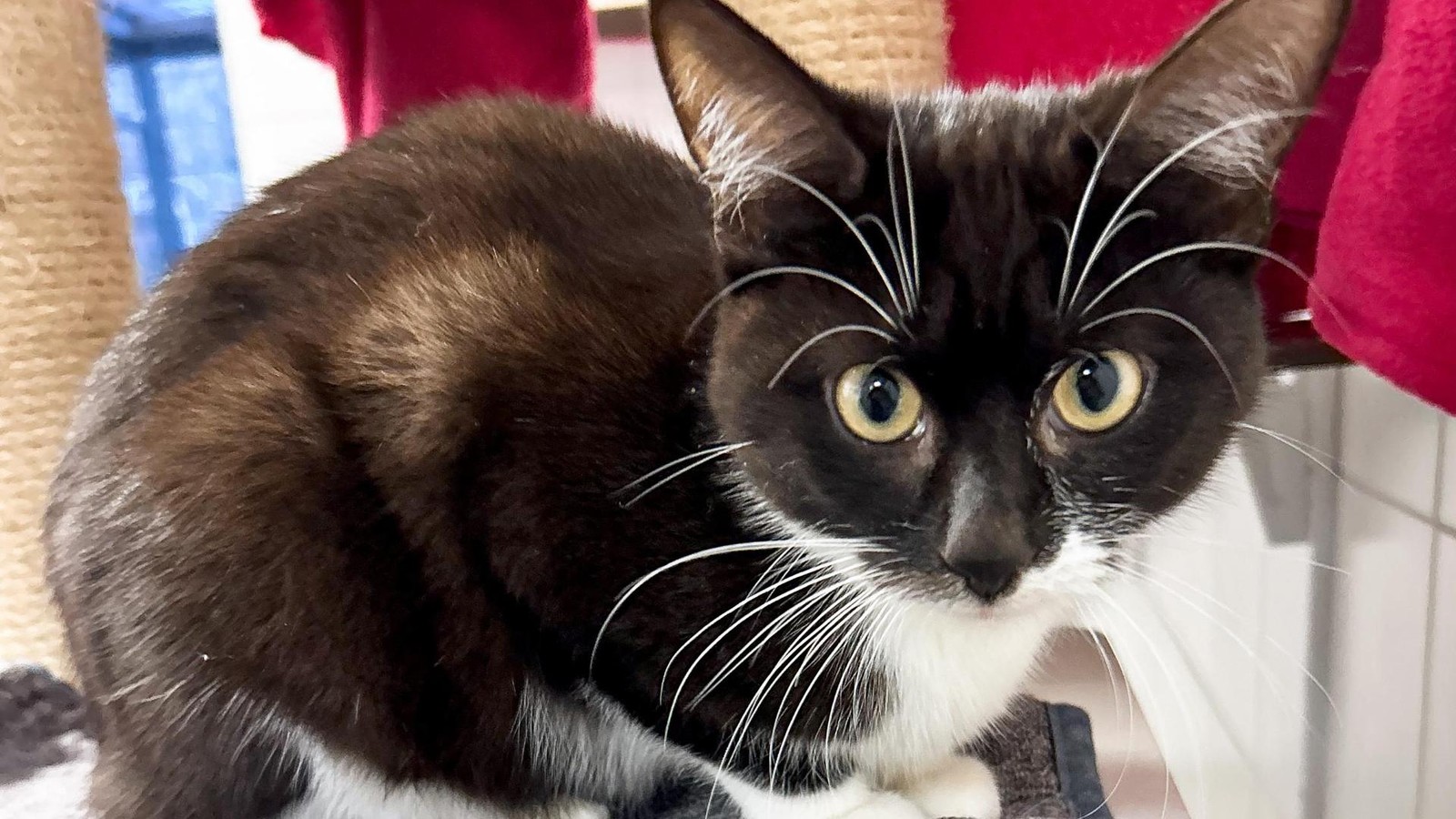 Scheue-Katzenkinder-im-Tierheim-Salzgitter-suchen-geduldige-Halter