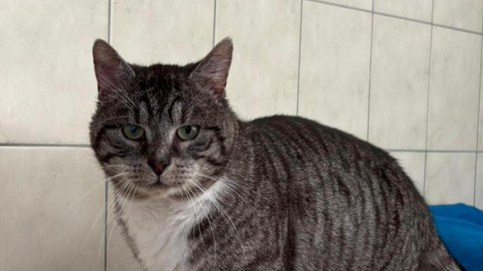 Leben-im-Bottroper-Tierheim-Quentin-sucht-ein-neues-Zuhause