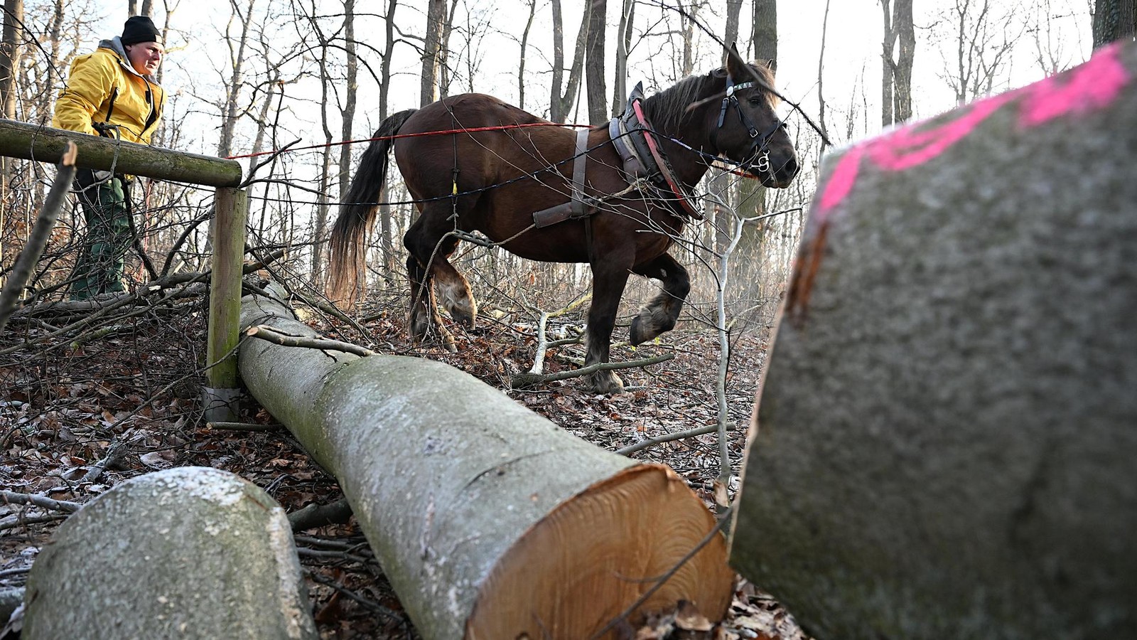 Erfurter-Stadtwald-Alle-lieben-den-Steiger-und-meckern