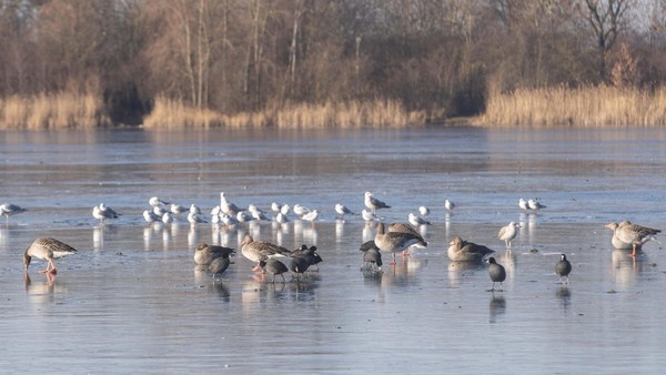 Rat unternimmt erneuten Versuch zur Vertreibung der Gänse vom Salzgittersee