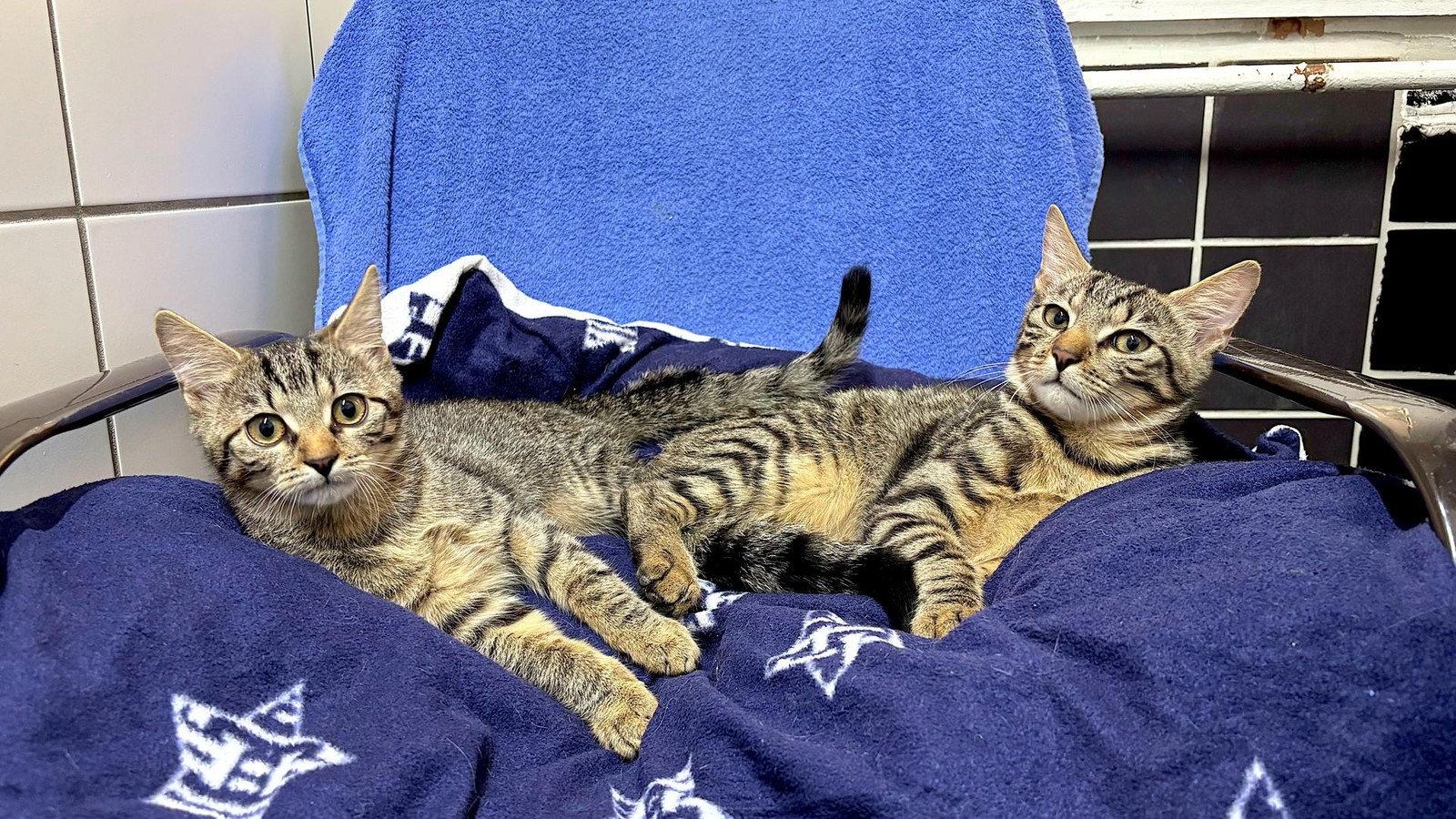 Katzenkinder-voller-Energie-Wer-schenkt-ihnen-ein-Zuhause-im-Landkreis-Gotha-