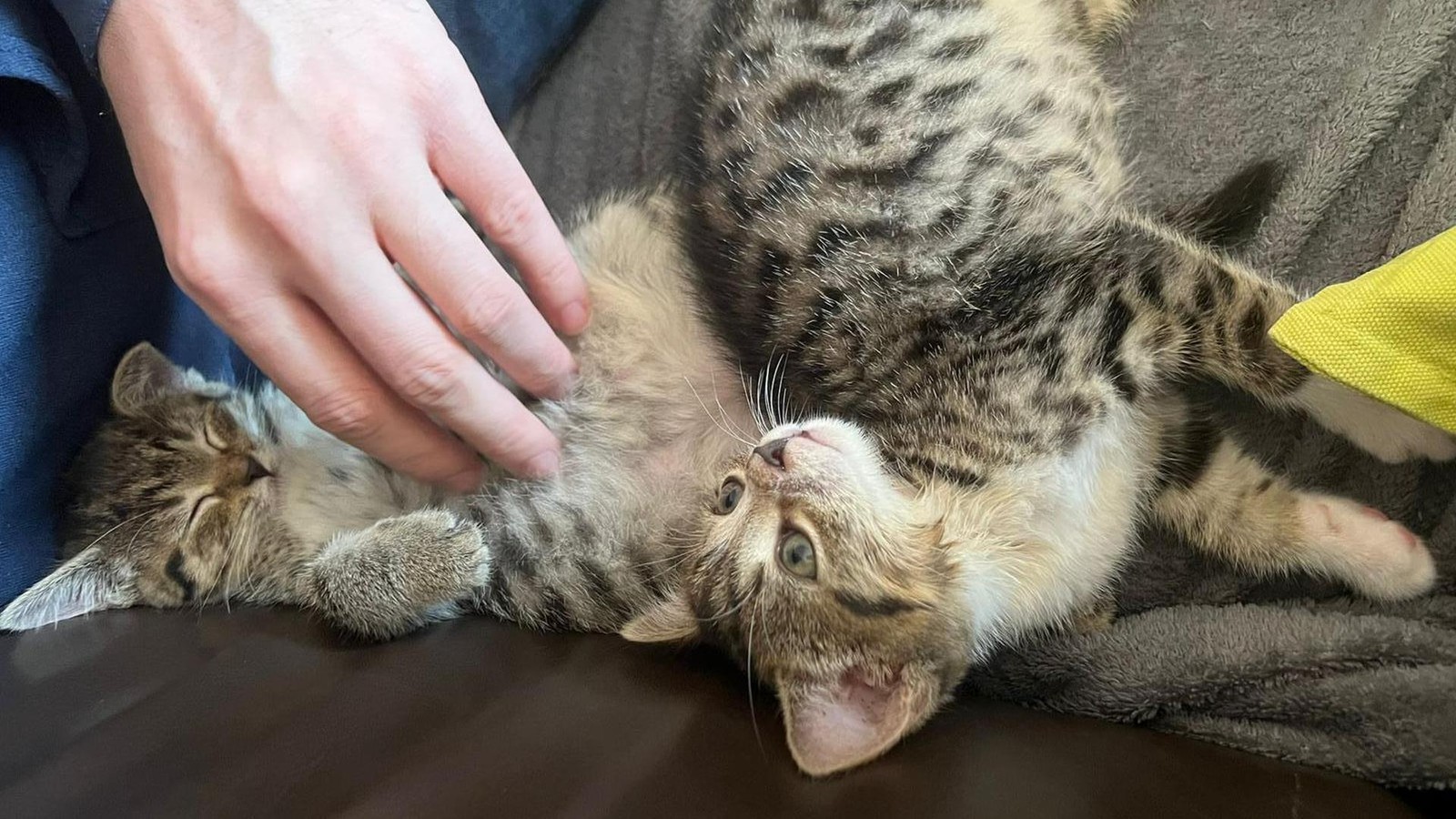 Findelkinder-Junge-K-tzchen-Dora-und-Van-Helsing-suchen-Zuhause-zum-Spielen