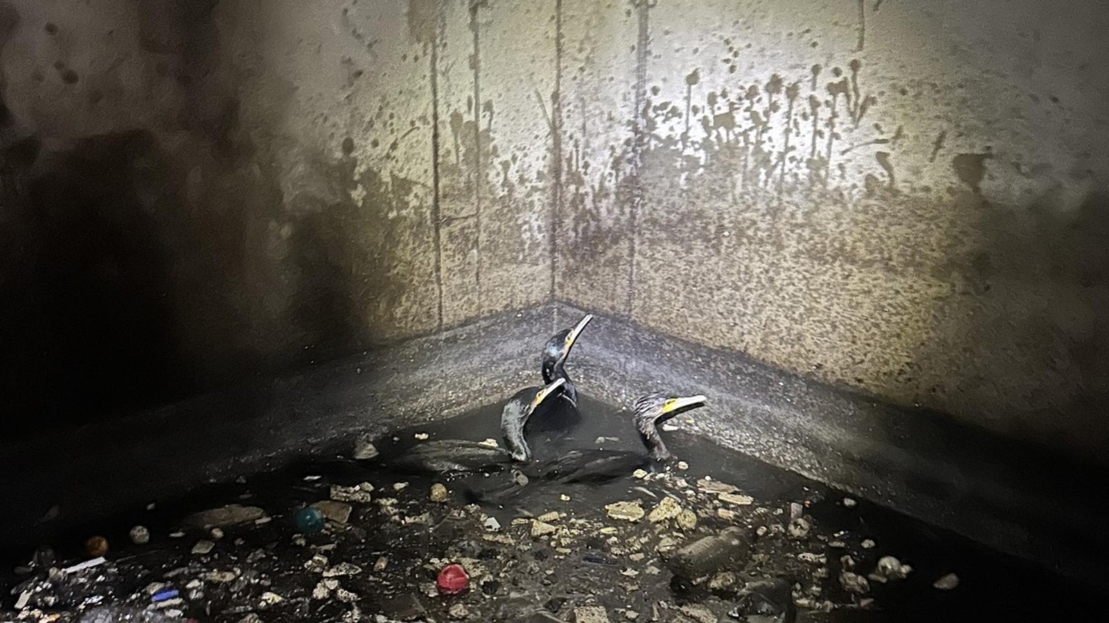 Rettungsaktion-am-Tempelhofer-Hafen-Knapp-80-Kormorane-aus-Notlage-befreit