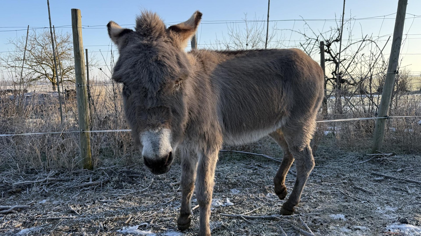 Alter-Esel-findet-ein-neues-Zuhause-im-Unstrut-Hainich-Kreis-lesen-Sie-kostenfrei-