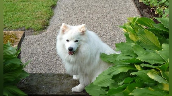 Vom Schäferhund zerrissen: Wie eine Osteroder Familie ihr geliebtes Haustier verliert