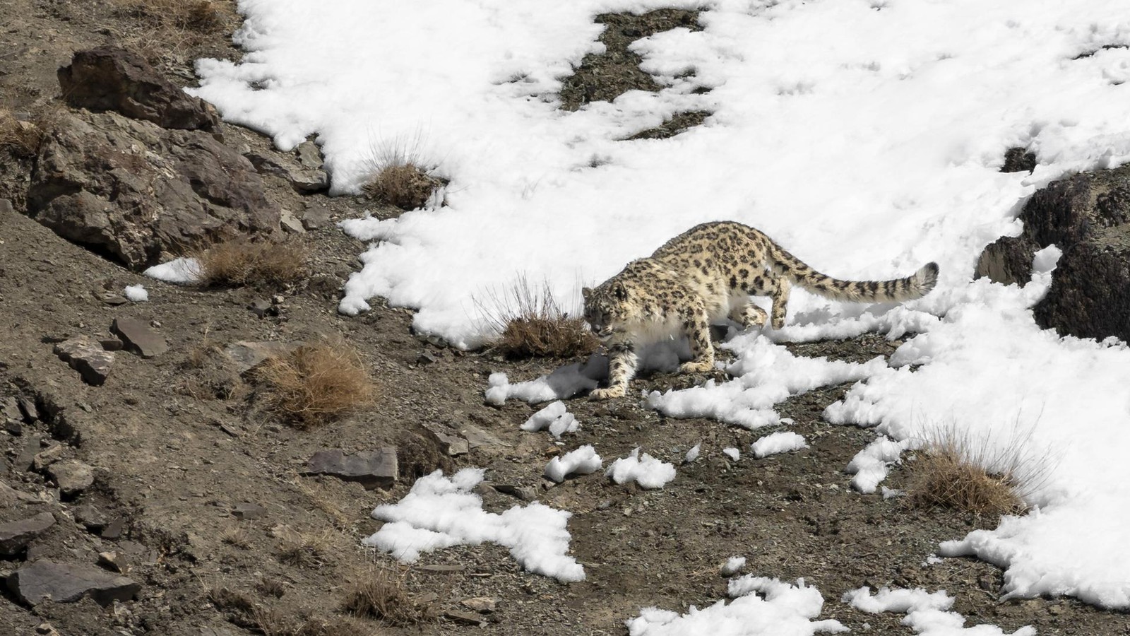 -Geist-der-Berge-attackiert-Ski-Touristin-Beh-rden-warnen
