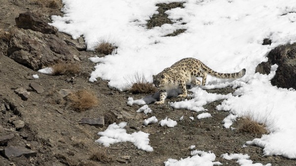 „Geist der Berge“ attackiert Ski-Touristin – Behörden warnen