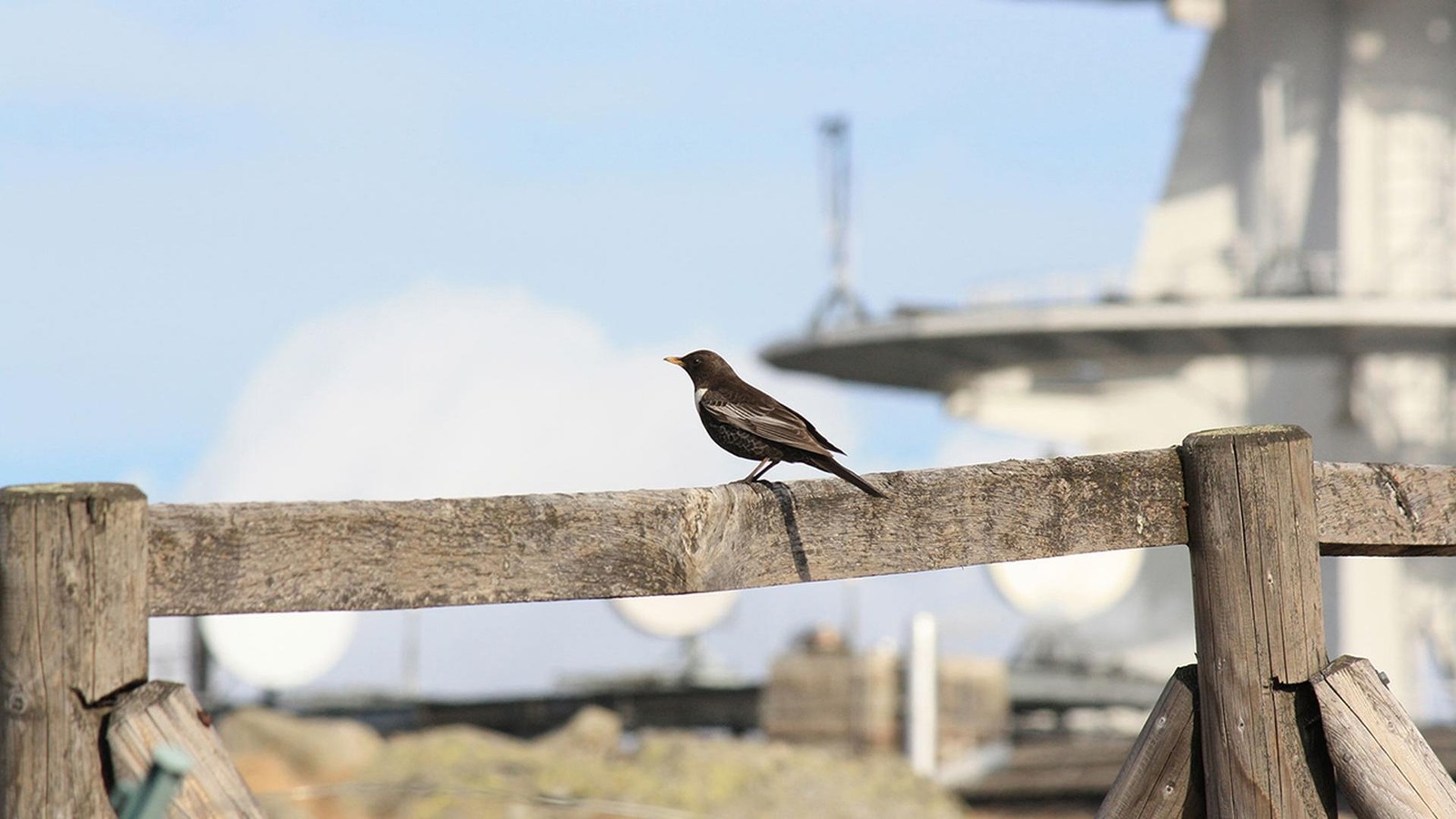 Bundeswehr-auf-dem-Brocken-Verhindert-der-Vogelschutz-die-Karriere-Kampagne-