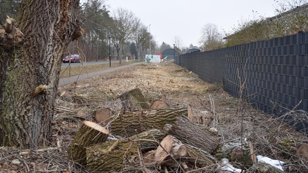 „Es ist wirklich traurig“: Velpkerin schockiert über Kahlschlag in der Gemeinde