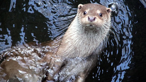 Otter-Zentrum Hankensbüttel erwacht aus dem Winterschlaf