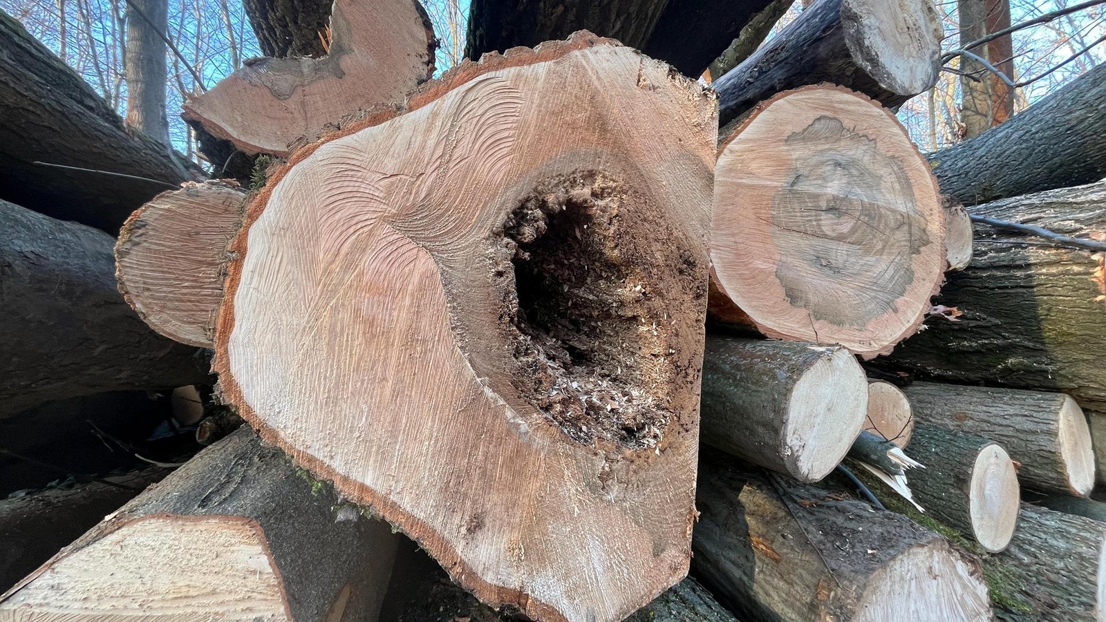 Das-Ende-der-Kirschbaum-Allee-41-B-ume-sollen-am-Donnerstag-in-Tiefurt-gef-llt-werden