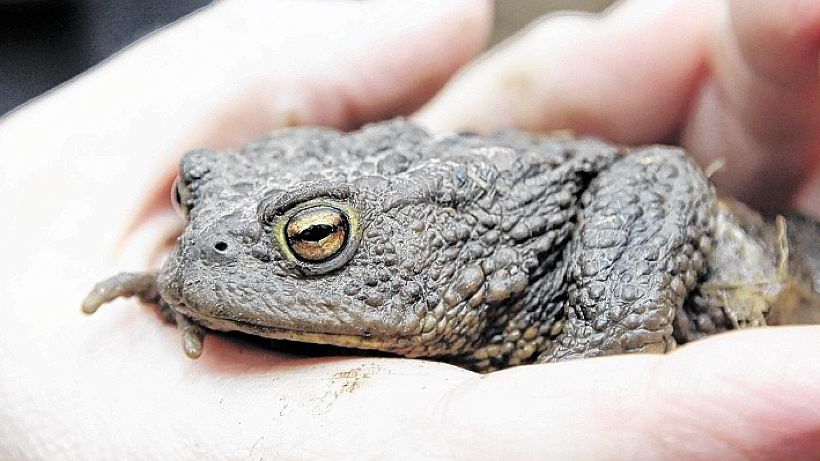 Die große KrötenWanderung hat begonnen