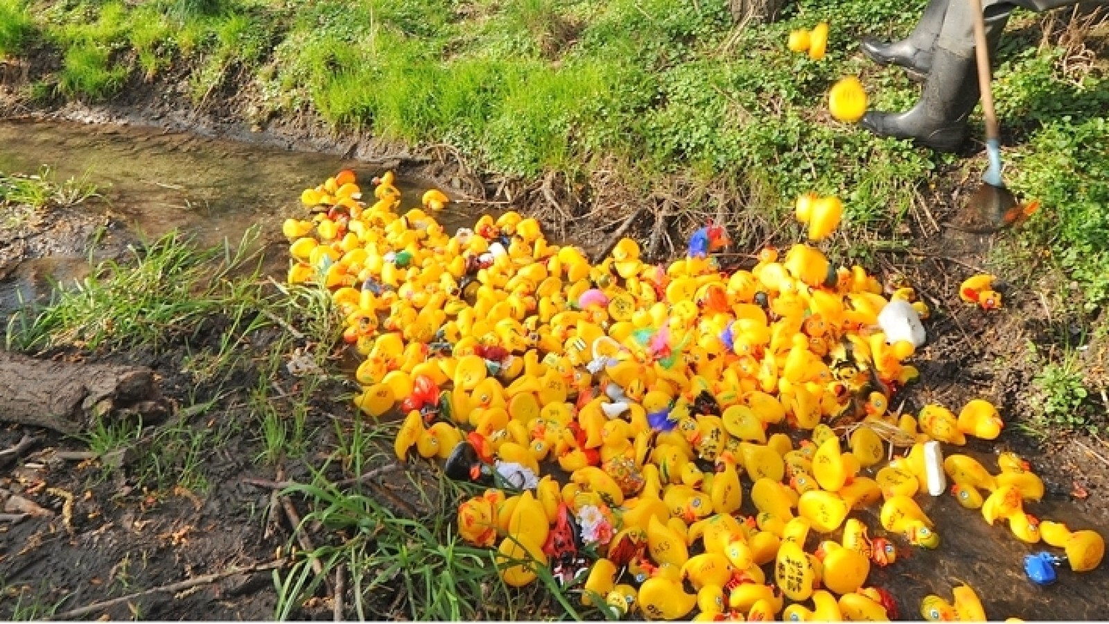 Ente schwimmt im Hasenkostüm