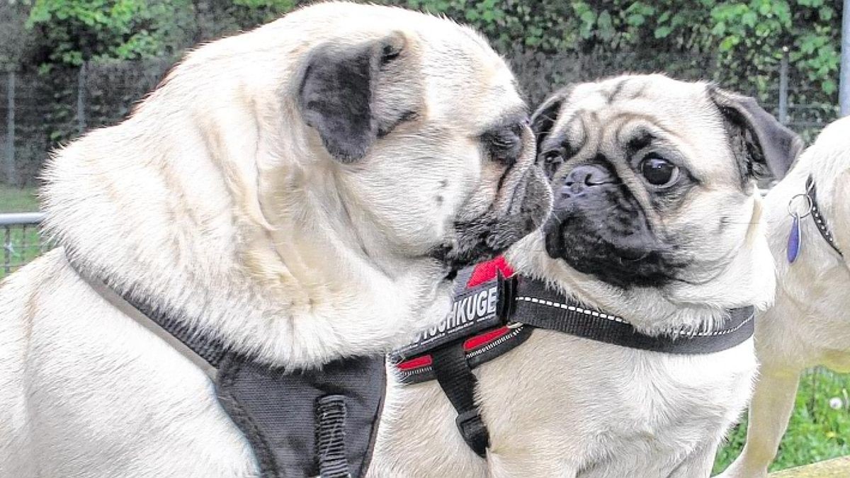 Für Möpse und Menschen