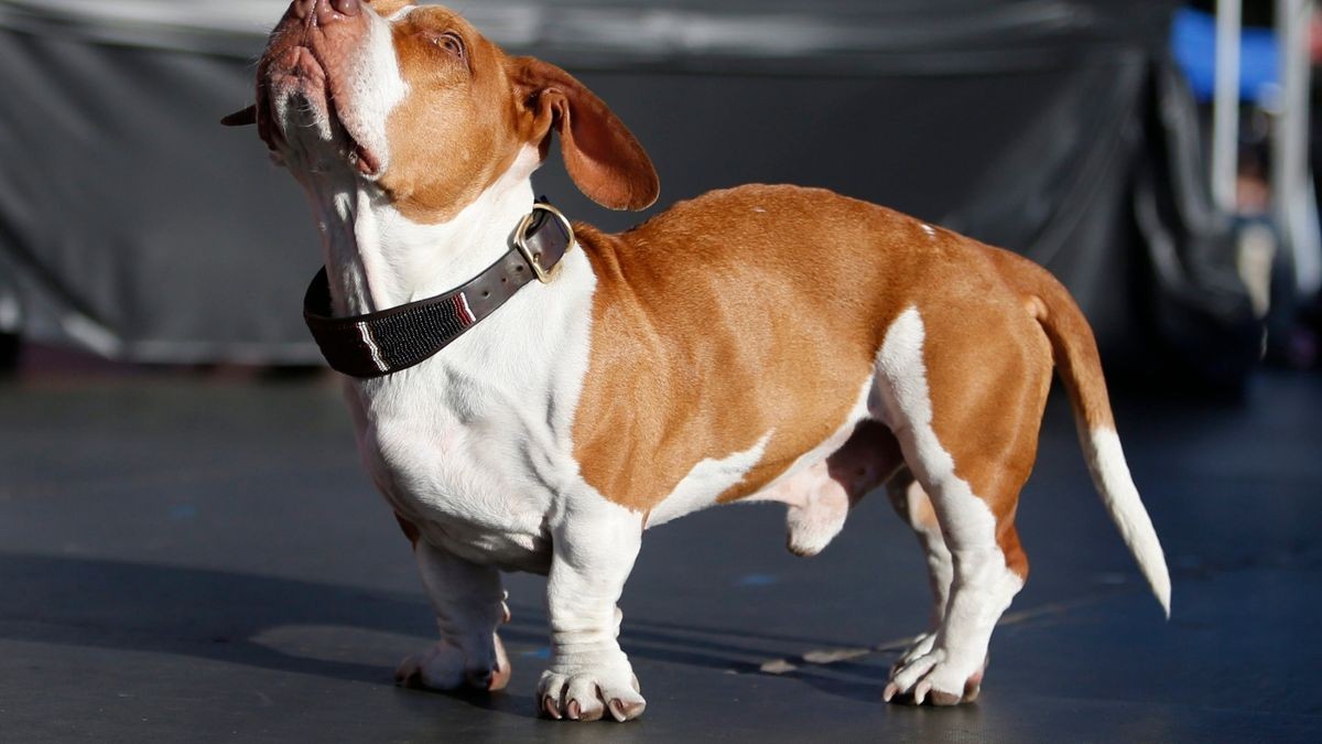 "Walle" ist der hässlichste Hund der Welt