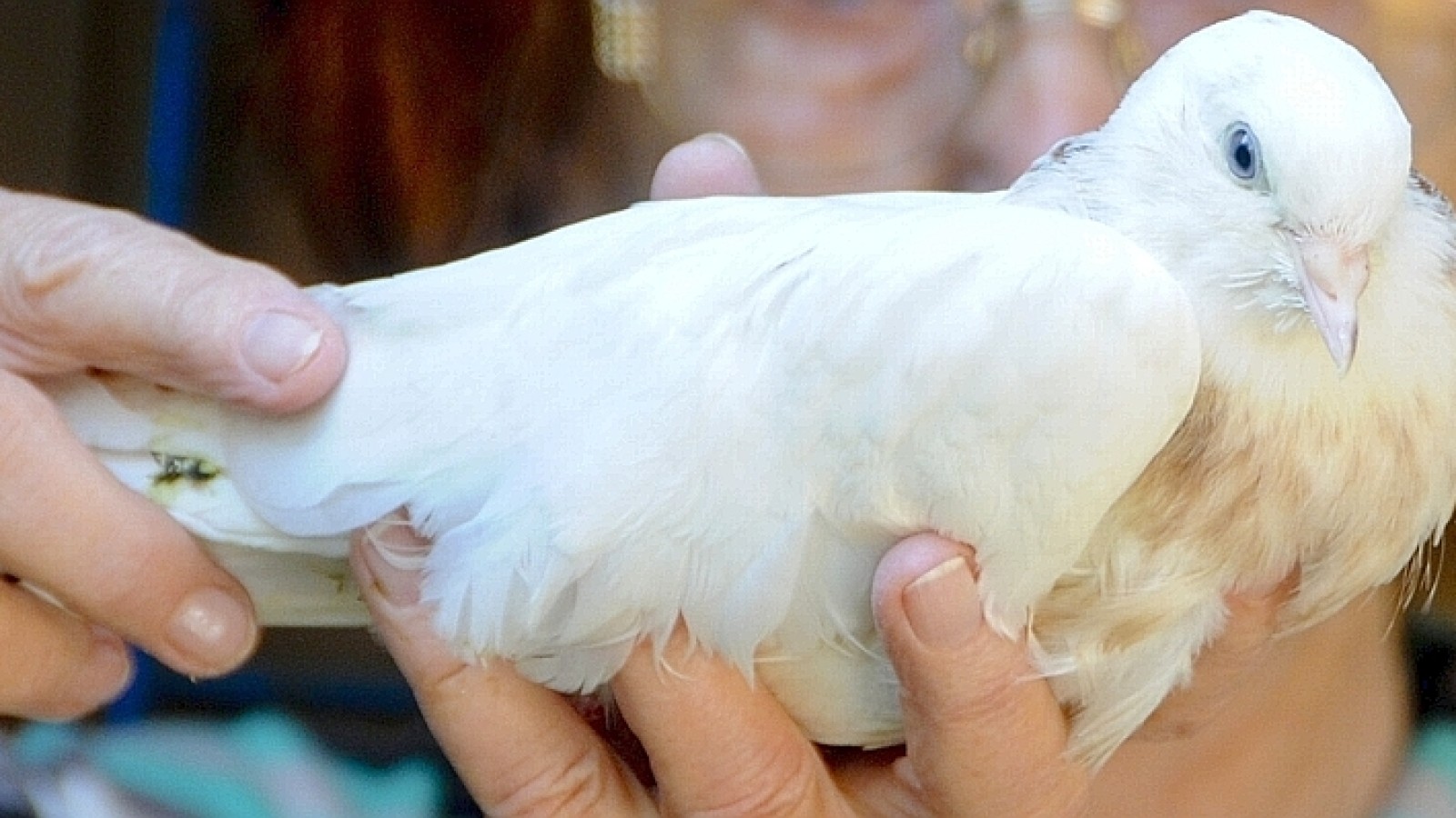 Passanten finden Taube mit gebrochenem Flügel