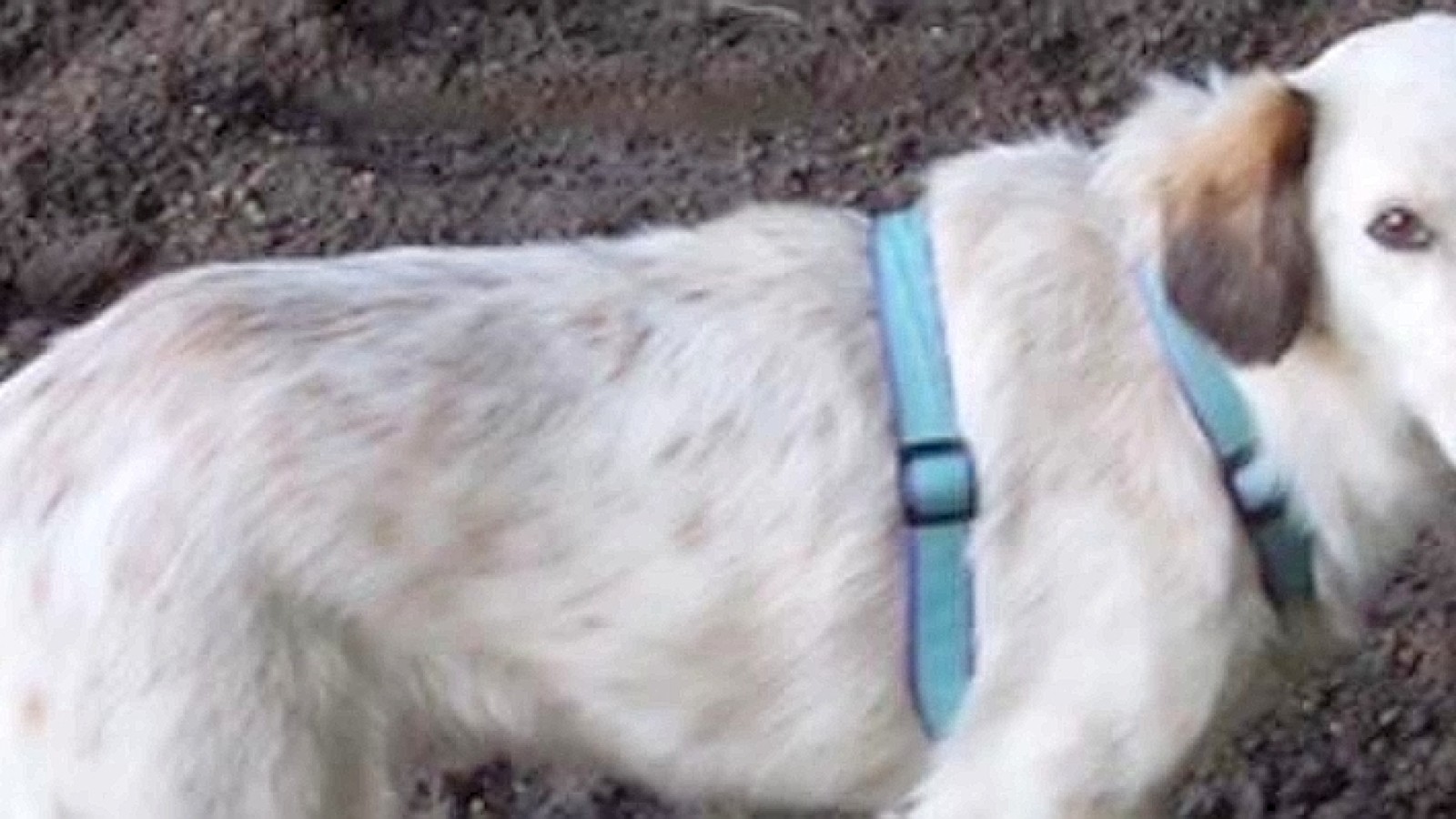 Hündin Millie irrt seit 20 Wochen durch den Duisburger Süden