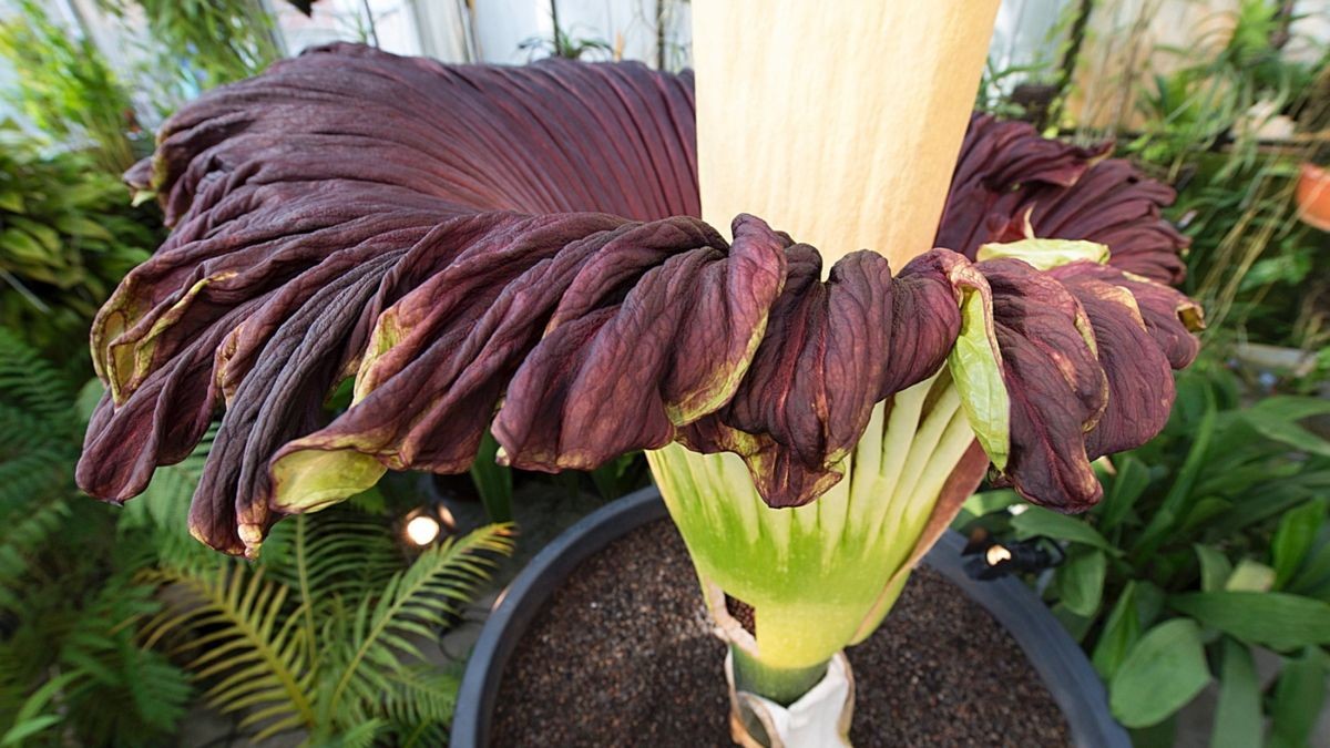 Titanwurz riecht während ihrer seltenen Blüte nach Aas